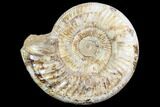 Large, Ammonite (Perisphinctes) Fossil - Jurassic #102525-1